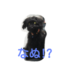 ヨーキーとトイプードル（個別スタンプ：1）