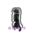 ヨーキーとトイプードル（個別スタンプ：7）
