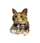 毎日みかんスタンプ（個別スタンプ：14）