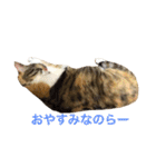 毎日みかんスタンプ（個別スタンプ：20）