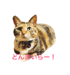 毎日みかんスタンプ（個別スタンプ：23）