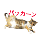 毎日みかんスタンプ（個別スタンプ：28）
