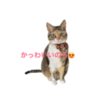 毎日みかんスタンプ（個別スタンプ：31）