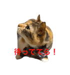 毎日みかんスタンプ（個別スタンプ：34）