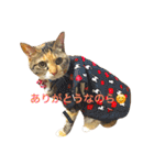 毎日みかんスタンプ（個別スタンプ：39）