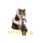 毎日みかんスタンプ（個別スタンプ：40）