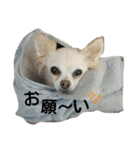 腹へり★かん君（個別スタンプ：9）