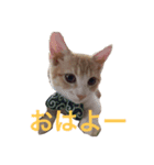 はじめましてきなこです（個別スタンプ：1）