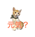 はじめましてきなこです（個別スタンプ：3）