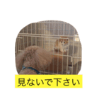 はじめましてきなこです（個別スタンプ：5）