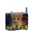 はじめましてきなこです（個別スタンプ：6）