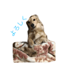 可愛いはくです！！（個別スタンプ：2）
