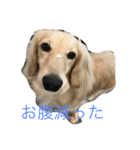 可愛いはくです！！（個別スタンプ：3）