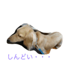 可愛いはくです！！（個別スタンプ：8）