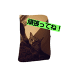 あい 1（個別スタンプ：4）