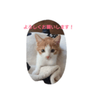 ふくふく⑤（個別スタンプ：7）