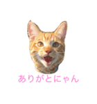 にゃんだFURU（個別スタンプ：7）