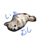 2匹のチワワ（個別スタンプ：7）