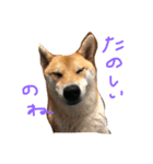 柴犬 さくまろ。。（個別スタンプ：1）