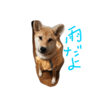 柴犬 さくまろ。。（個別スタンプ：2）