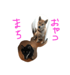 柴犬 さくまろ。。（個別スタンプ：3）