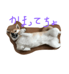 柴犬 さくまろ。。（個別スタンプ：4）