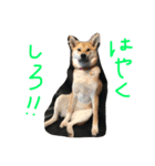 柴犬 さくまろ。。（個別スタンプ：5）