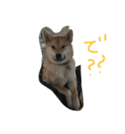 柴犬 さくまろ。。（個別スタンプ：6）