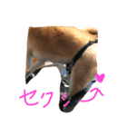 柴犬 さくまろ。。（個別スタンプ：7）
