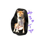 柴犬 さくまろ。。（個別スタンプ：8）