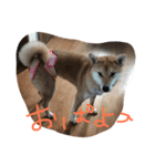柴犬 さくまろ。。（個別スタンプ：9）