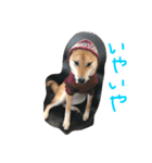 柴犬 さくまろ。。（個別スタンプ：10）