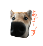 柴犬 さくまろ。。（個別スタンプ：11）