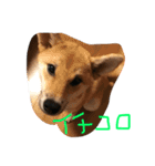 柴犬 さくまろ。。（個別スタンプ：12）