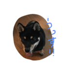 柴犬 さくまろ。。（個別スタンプ：13）