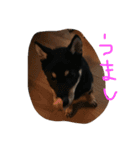 柴犬 さくまろ。。（個別スタンプ：14）