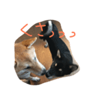 柴犬 さくまろ。。（個別スタンプ：16）