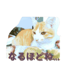 ミャーたん おすまし編（個別スタンプ：1）