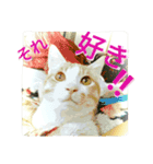 ミャーたん おすまし編（個別スタンプ：2）