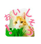 ミャーたん おすまし編（個別スタンプ：4）