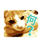ミャーたん おすまし編（個別スタンプ：5）