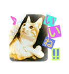 ミャーたん おすまし編（個別スタンプ：6）