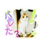ミャーたん おすまし編（個別スタンプ：8）