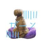 わんこずさ（個別スタンプ：1）