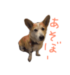 わんこずさ（個別スタンプ：3）
