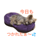 わんこずさ（個別スタンプ：5）