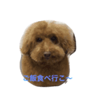 わんこずさ（個別スタンプ：6）