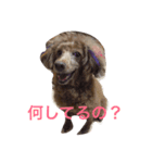 わんこずさ（個別スタンプ：7）