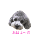 トイプードル シルバーちゃい（個別スタンプ：2）