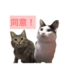 うちの子達❤2 ～3ヶ月（個別スタンプ：26）